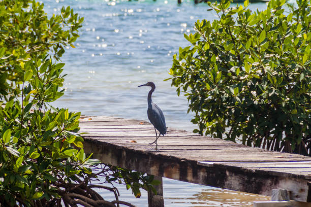 istock Little blue heron (Egretta caerulea) at Caye Caulker island, Beli 1311439269
