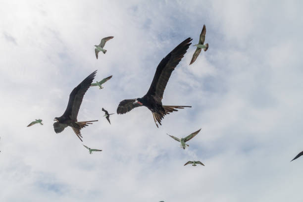 flock of magnificent fregatebird fregata magnificens auf caye caulker insel, beli - feather magnificent frigate great frigate frigate stock-fotos und bilder