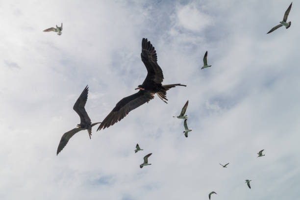 flock of magnificent fregatebird fregata magnificens auf caye caulker insel, beli - feather magnificent frigate great frigate frigate stock-fotos und bilder