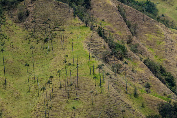 istock Tall wax palms in Cocora valley, Colombia. 1311440037