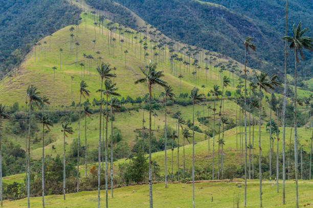 istock Tall wax palms in Cocora valley, Colombia. 1311440049