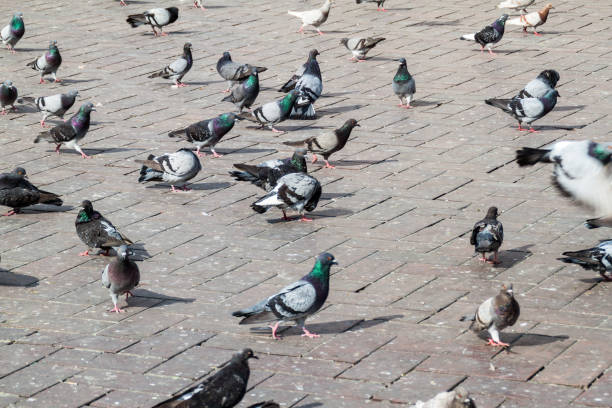 istock Street pigeons 1311440069