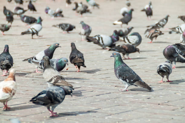 istock Street pigeons 1311440086