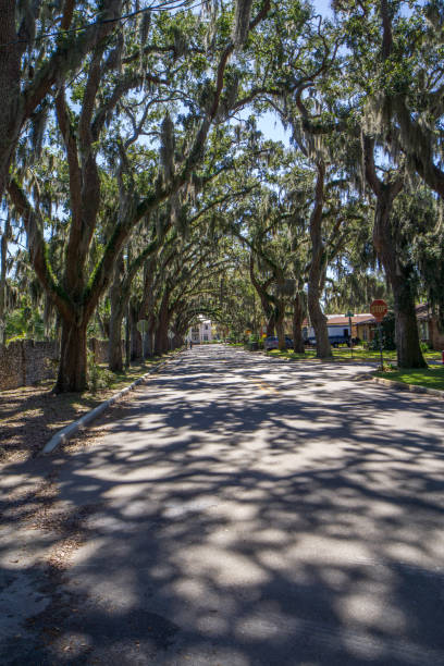 istock Shady tree lined street in St Augustine Florida 1311440911