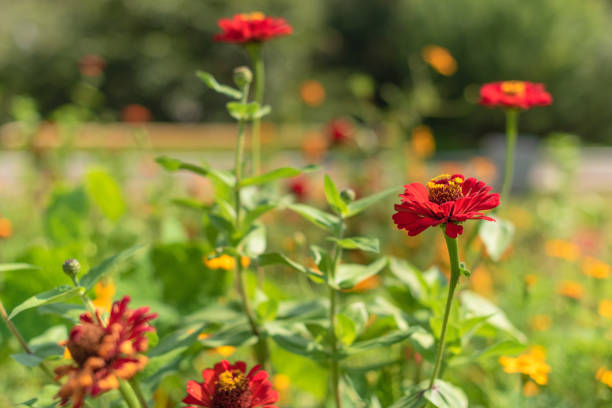 istock Red flower on blurred bloomy background at sunny day. Spring or summer concept. Selective focus. 1311443761