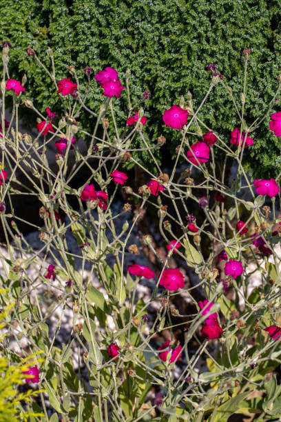 Flowerbed with Rose campion (Lychnis coronaria) Flowerbed with Rose campion (Lychnis coronaria) dusty miller photos stock pictures, royalty-free photos & images