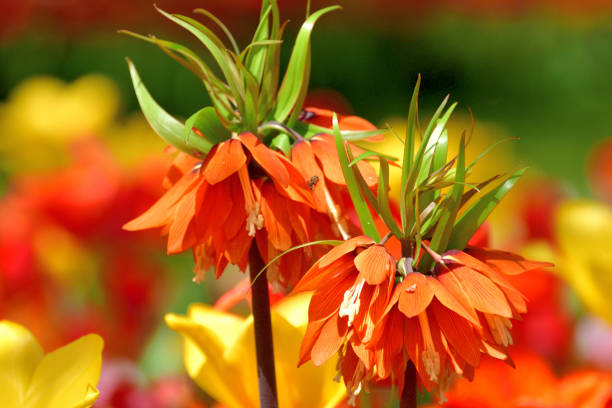 Fritillaria imperialis is a bulbous herbaceous perennial, which features a beautiful display of orange-red pendant, bell-shaped flowers, blooming in mid to late spring. The plant is topped by a crown of small leaves and rising high at the end of an upright stem bearing lance-shaped, glossy leaves. Although the plant that I saw was about 30 cm or so, I understand that it grows up to around one meter high.