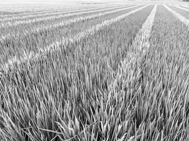 Traditional paddy crops field unique photo