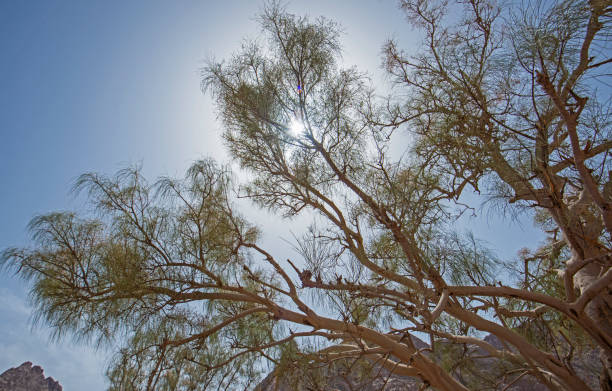 istock Branches of acacia tree against blue sky background 1311450154