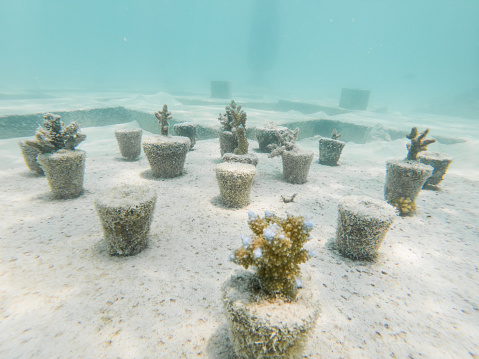 A coral reef can slowly but surely recover through the construction of a CoralGarden.