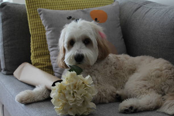 istock Puppy of the cavapoo dog with posing 1311450901