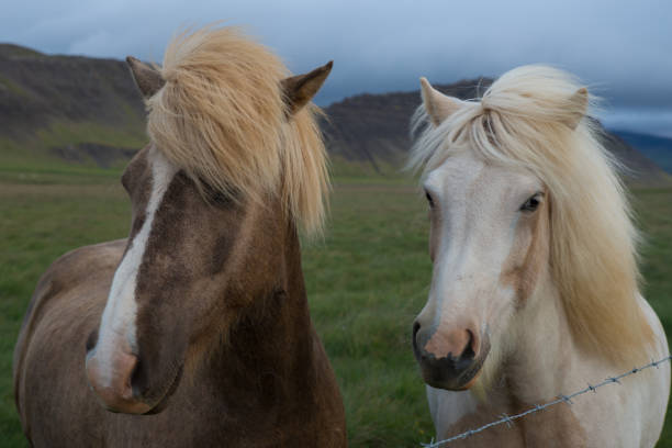 istock Two beautiful Icelandic horses 1311450931