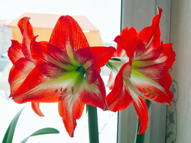 istock large red Amaryllis flowers bloom on the windowsill 1311451594