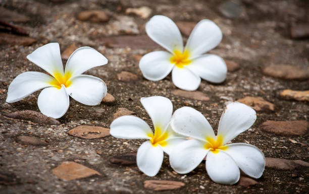 istock Plumeria flowers placed on a cement concrete floor. 1311451643
