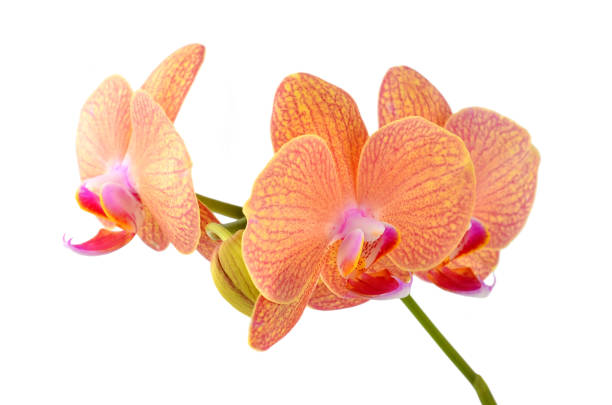 istock Pink orchid flower 1311451656