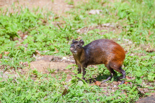 Agouti at Ile Royale, one of the islands of Iles du Salut (Islands of Salvation) in French Guiana Agouti at Ile Royale, one of the islands of Iles du Salut (Islands of Salvation) in French Guiana dasyprocta stock pictures, royalty-free photos & images