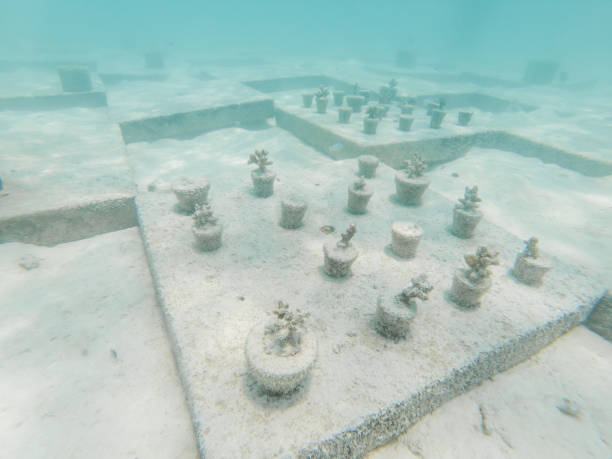 istock Coral reef gardening 1311452250