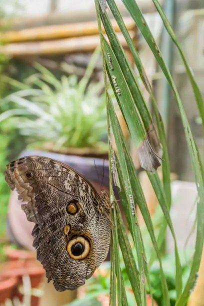 Owl butterfly (Caligo eurilochus) in Mariposario (The Butterfly House) in Mindo, Ecuador