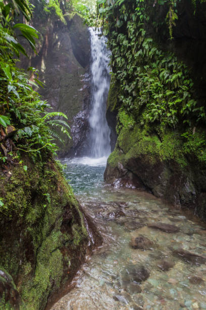istock Small waterfall in Nambillo Cloud Forest Reserve near Mindo, Ecuador. 1311452346