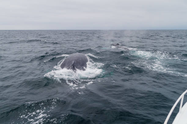 istock Humpback whale (Megaptera novaeangliae)  in Machalilla National Park, Ecuador 1311452405