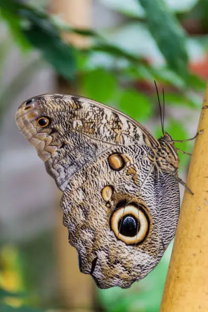 Owl butterfly (Caligo eurilochus) in Mariposario (The Butterfly House) in Mindo, Ecuador