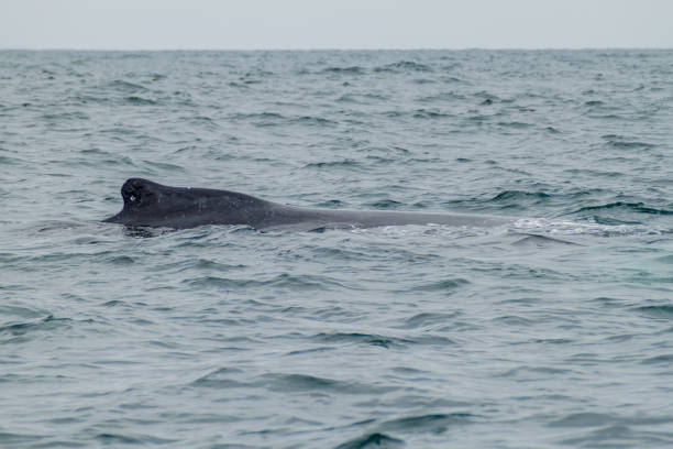 istock Humpback whale in Machalilla National Park, Ecuador 1311452525