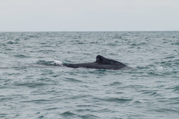 istock Humpback whale in Machalilla National Park, Ecuador 1311452531