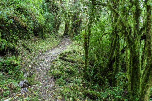 istock Hiking trail in National Park Podocarpus, Ecuador 1311452567
