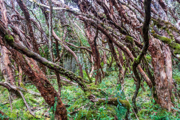 istock Forest of Polylepis trees in National Park Cajas, Ecuador 1311452569