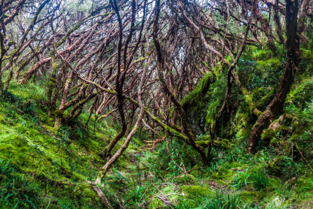 istock Forest of Polylepis trees in National Park Cajas, Ecuador 1311452579