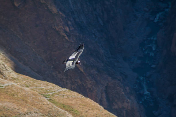 istock Andean Condor (Vultur gryphus) flying in the Colca Canyon, Peru 1311453323