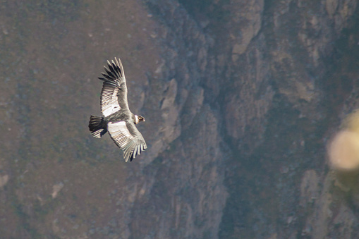 Andean Condor (Vultur gryphus) flying in the Colca Canyon, Peru