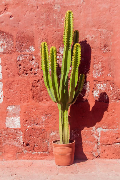 istock Cactus in Santa Catalina monastery in Arequipa, Peru 1311453362