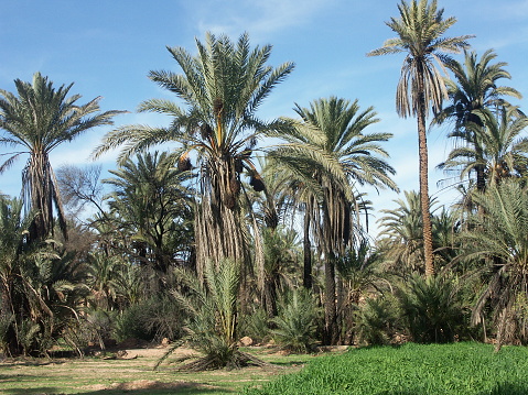 Located about fifteen kilometers from Guelmim, in the south of Morocco, the oasis of Tighmert is one of the most beautiful oases in the south of Morocco which has managed to preserve its population despite its approach to the city. 10 km long and 5 km wide, it is populated by the \