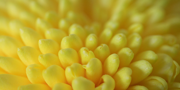 Abstract side view macro close-up of a yellow, cultivated Dahlia flower head with shallow DOF, focus is on the foreground