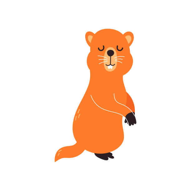 Marmot. EPS 10. Vector illustration isolated on white background Marmot. EPS 10. Vector illustration isolated on white background. groundhog marmot young animal animal den stock illustrations