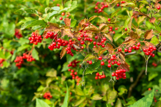 istock ripe red viburnum on branches 1311456123