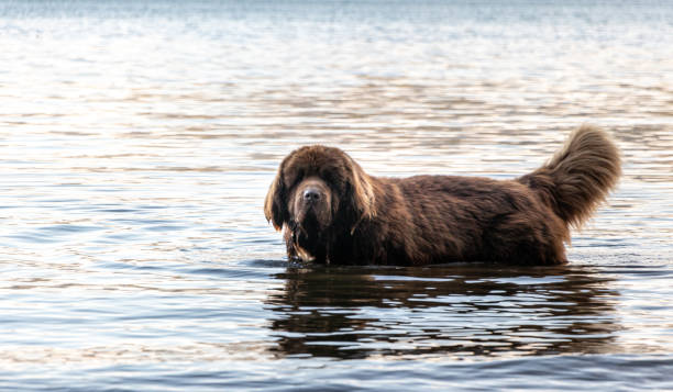 Beautiful brown newfoundland in a lake in argentinian patagonia Brown Newfoundland dog inside Lake Nahuel Huapi newfoundland dog stock pictures, royalty-free photos & images