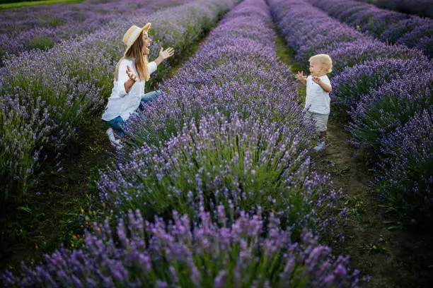Little boy and his mother having fun at lavender field