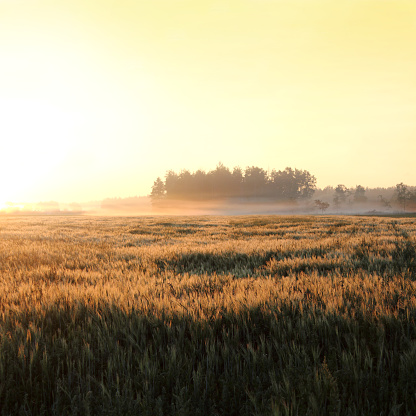 sunrise over the cereal field on the background of the forest with fog