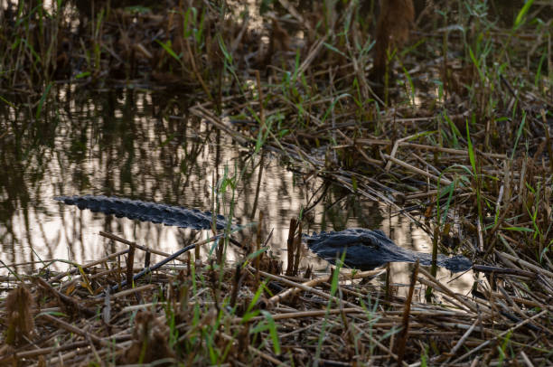 alligator sitzt bei sunrise im schilf - city of sunrise sunrise tree sky stock-fotos und bilder