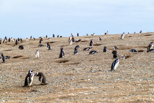 istock Penguin colony on Isla Magdalena island in Magellan Strait, Chile 1311463234
