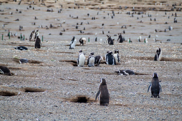istock Penguin colony on Isla Magdalena island in Magellan Strait, Chile 1311463268