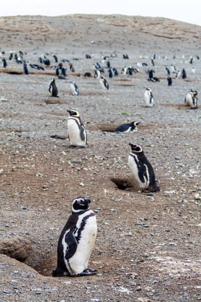 istock Penguin colony on Isla Magdalena island in Magellan Strait, Chile 1311463286