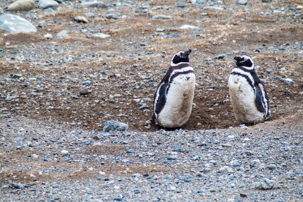 istock Magellan penguin colony on Isla Magdalena island, Chile 1311463290