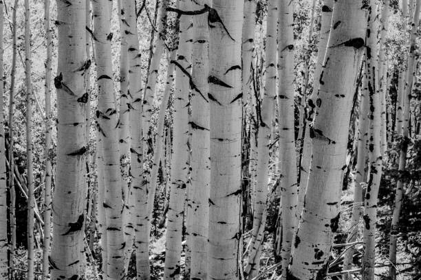 istock Black and White Aspen Turnk in Thick Forest 1311463321