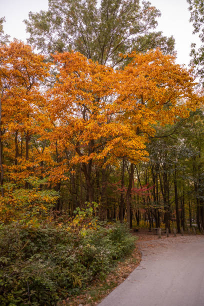 istock Bright Orange Tree Coveres Campsite 1311463399