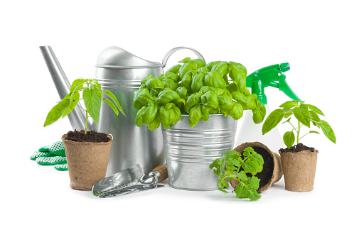 Composition of gardening tools with fresh seedlings vegetable on white