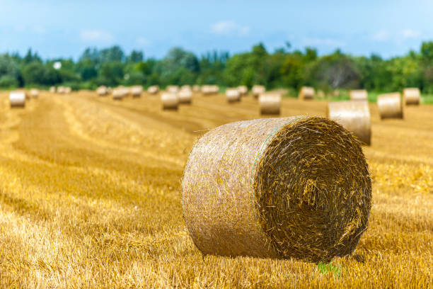 istock Rural landscape with hay bale 1311465179