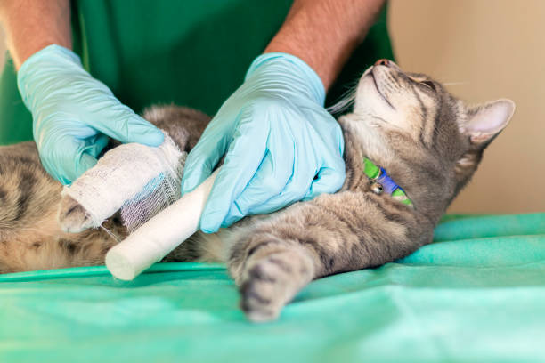 Male doctor veterinarian with stethoscope is bandaging paw of grey cat at vet clinic. Sad grey cat with broken leg at vet surgery stock photo